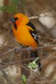 Altamira Oriole 2014-01-26_13